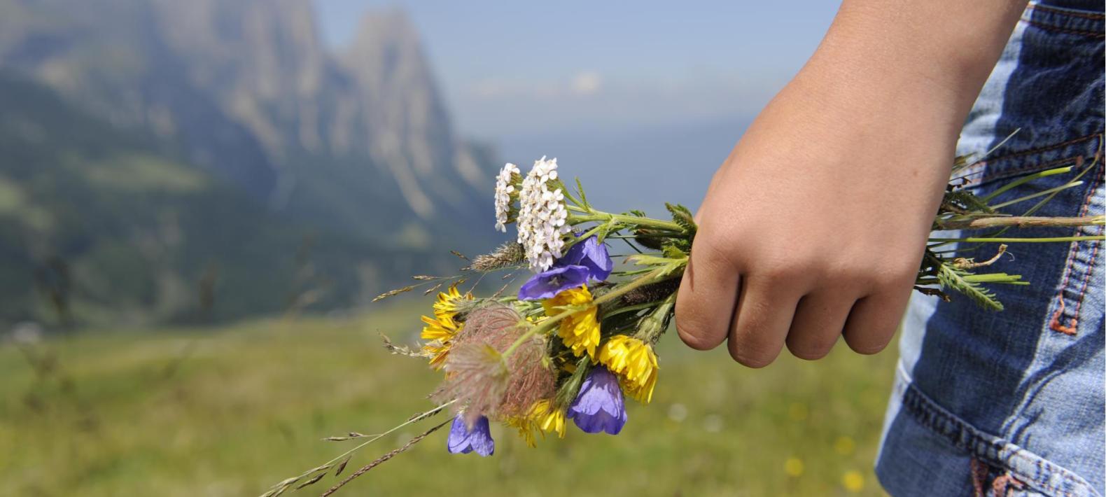 blumen-2-seiser-alm-marketing-laurin-moser